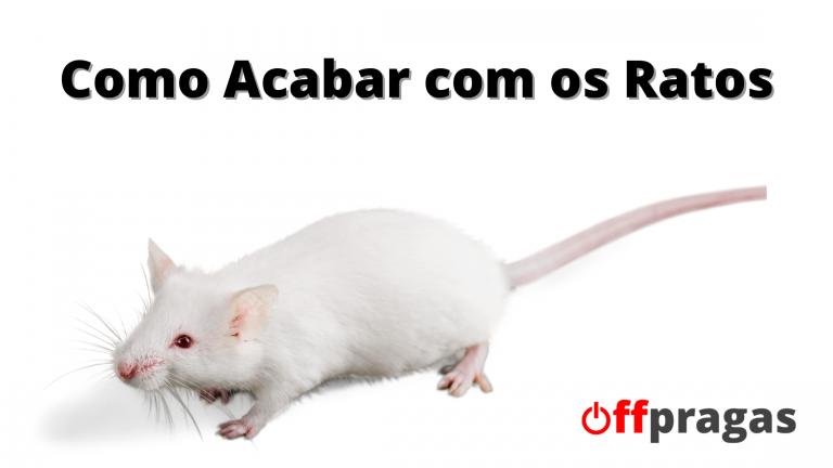 Como Acabar com os Ratos